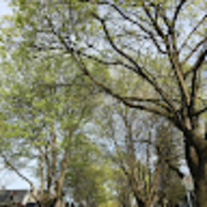 Meet your Posher, Rosa